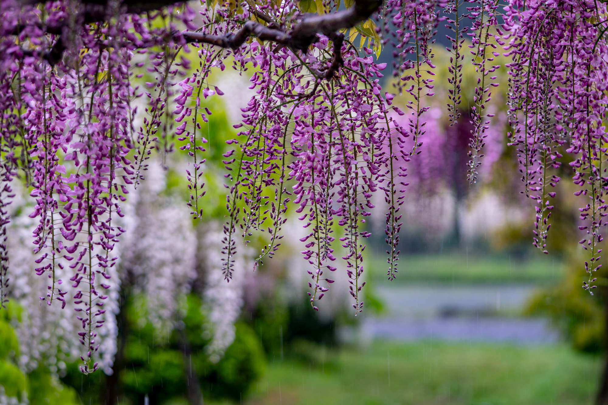 【十の瀬 藤の郷2021】総まとめ(前編)